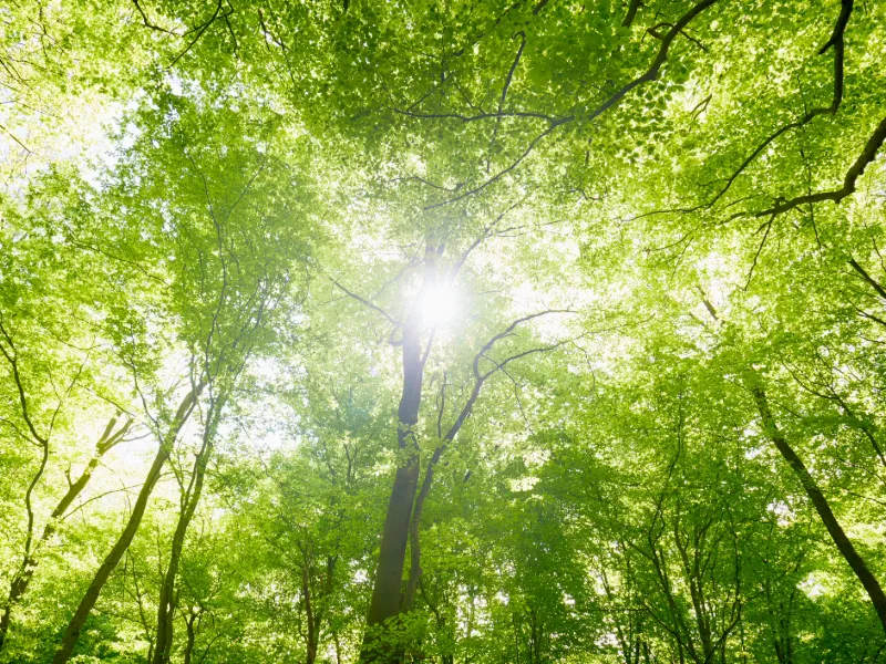 Capita publishes Low Carbon Transition Plan pathway to net zero by 2045